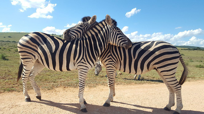 Bild: Manuel Weber, Zebras
